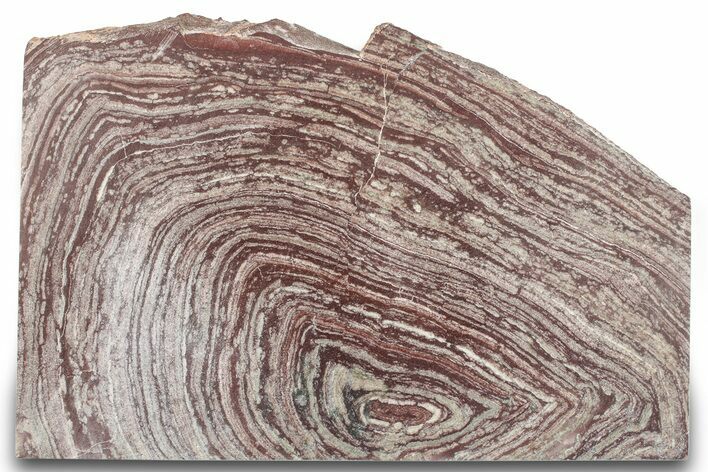 Polished, Neoproterozoic Stromatolite (Conophyton) - Morocco #276118